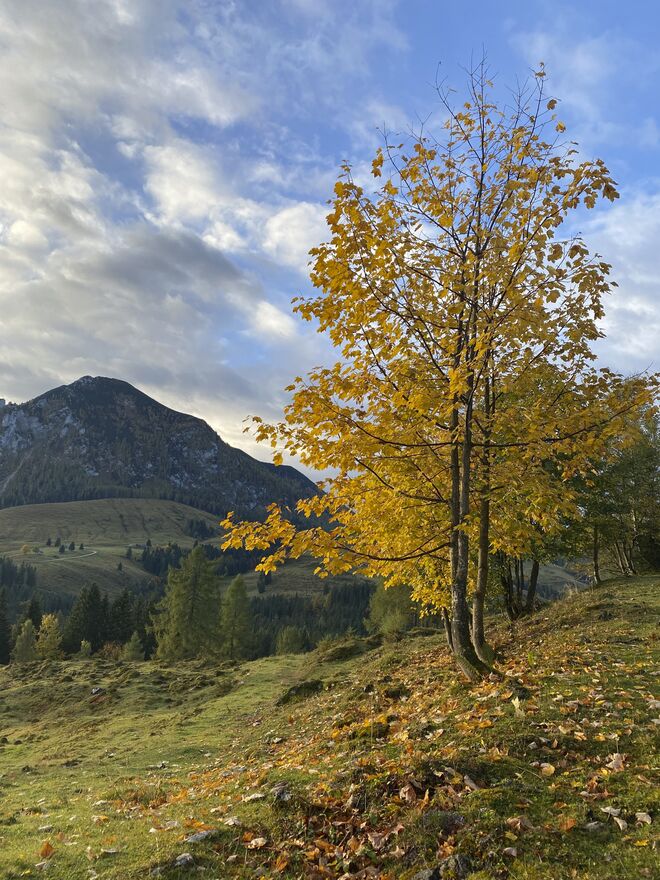 Herbststimmung