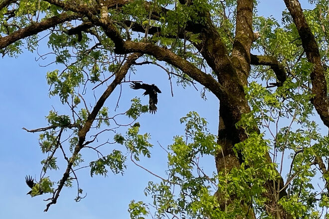 Abflug mit Geschrei