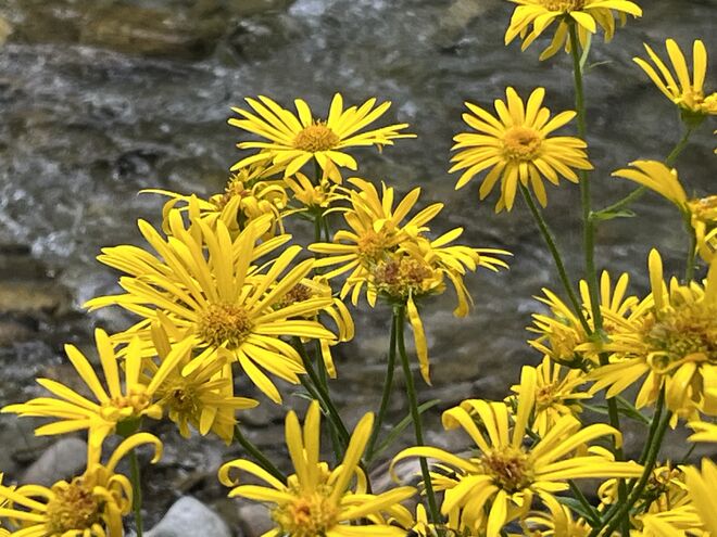 Strahlende Gemswurz am Angerbach