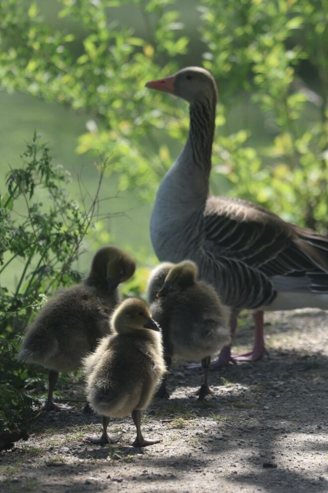 Kleine Flügel, große Träume