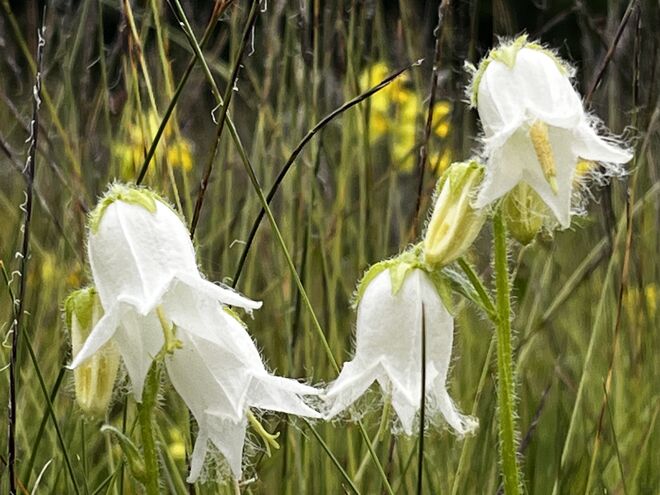 Bärtige Glockenblume in Weiß
