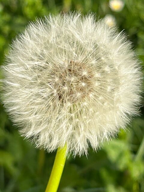 Im Sonnenlicht
