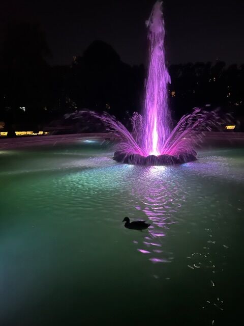 Nachts im Park