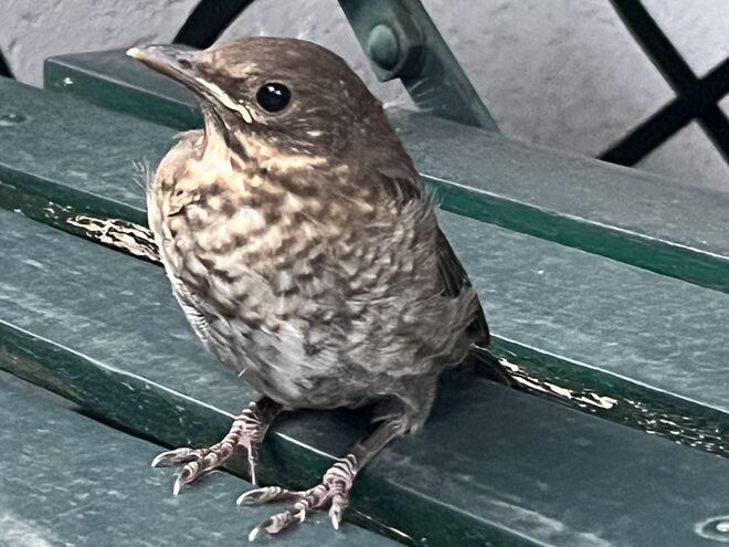 Wo ist meine Mama?