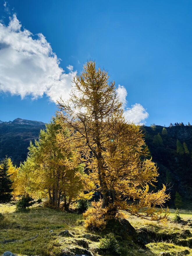 Goldener Herbst