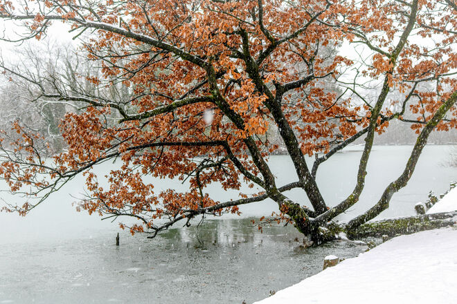 der Weiher friert langsam zu...