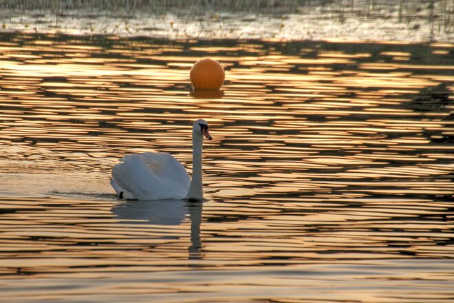 Schwan im Licht der goldenen Abendsonne heute am Wallersee