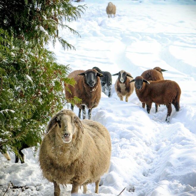 was ist da los, wo kommt der viele Schnee her...