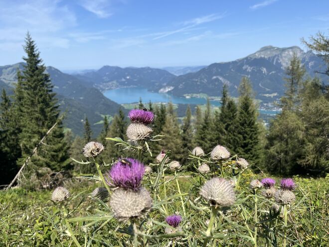 Disteln mit Aussicht