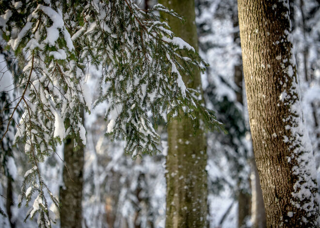 Spaziergang im Wald...