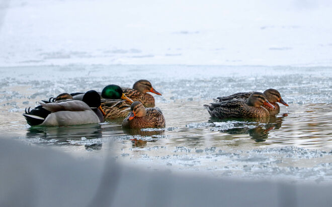 sooo kalt scheint das Wasser auch wieder nicht zu sein...:-)