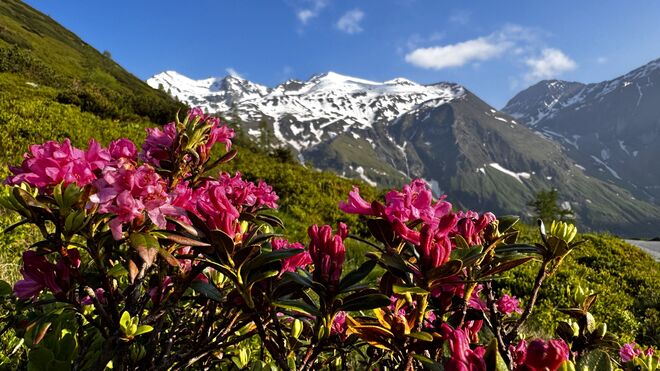 Wunderschöne Alpenrosenblüte !