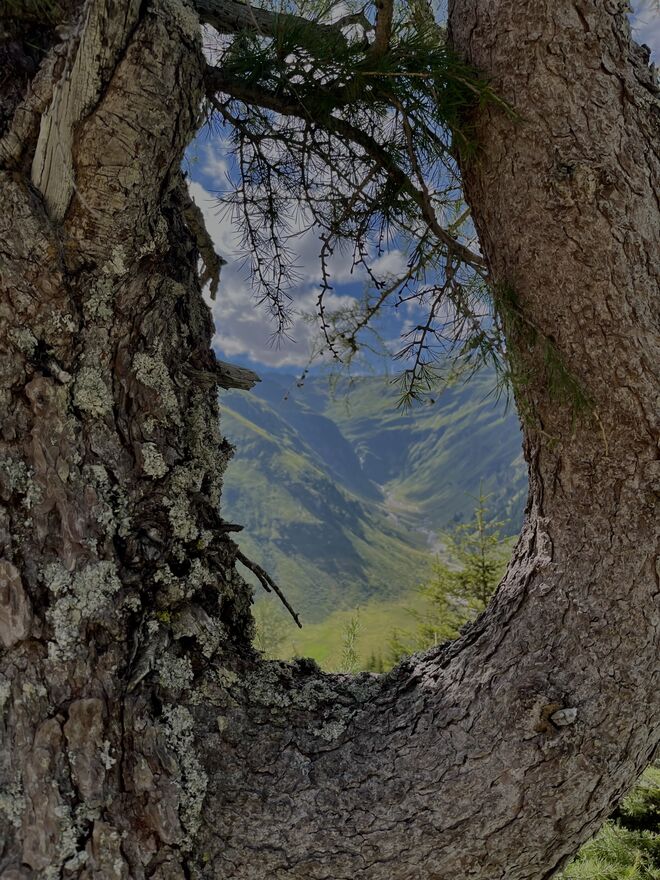 Lärchenfenster