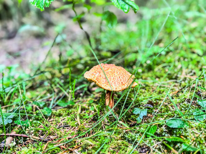 Schätze des Waldes