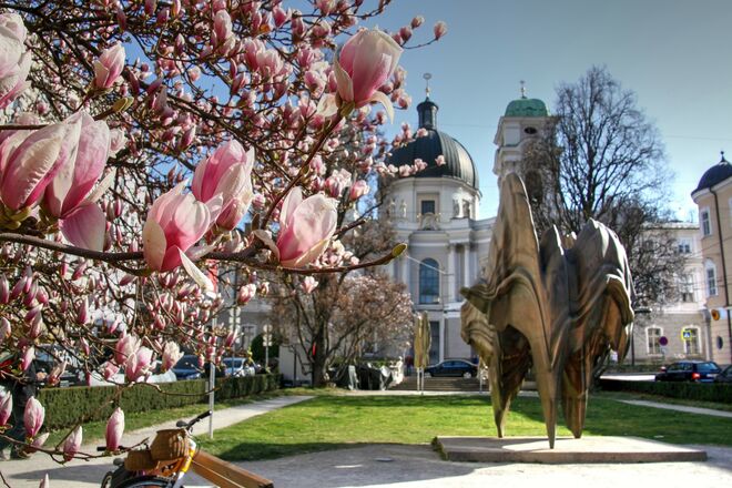 Die schönen Magnolienblüten am Makartplatz heute vormittag