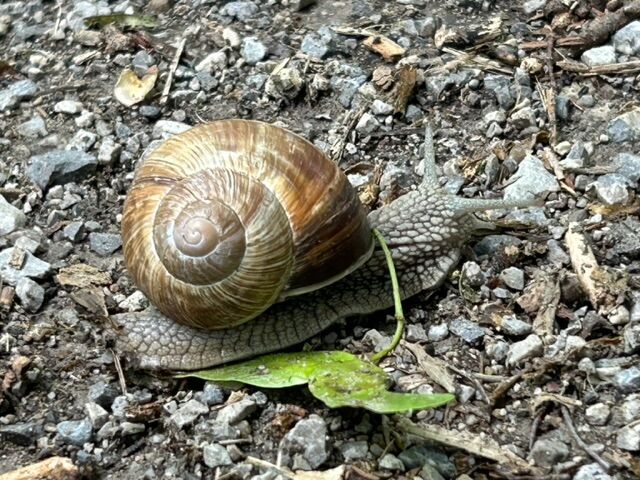 Weinbergschnecke
