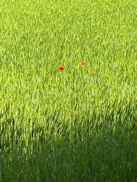 Ein Monet?