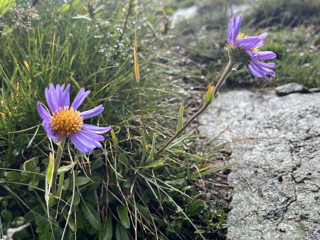 Alpen-Aster