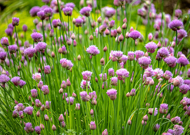 Blühender Schnittlauch kann auch was...