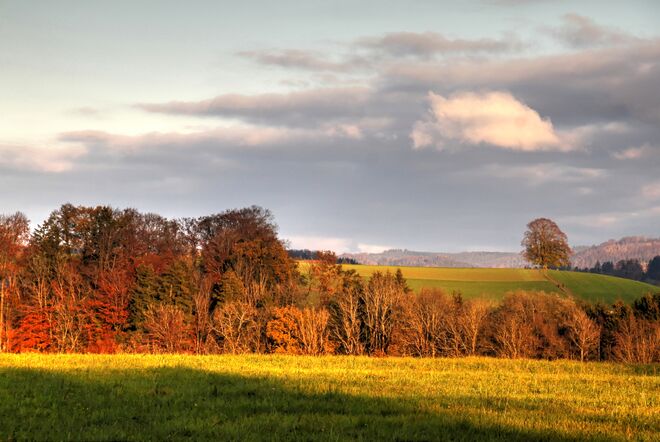 Die Eugendorfer Gschirnlinde heute in der Abendsonne