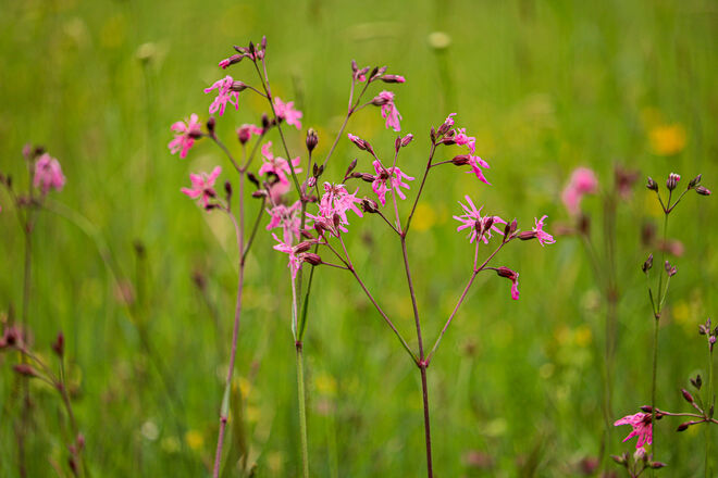 Kuckuckslichtnelken so weit man schaut....