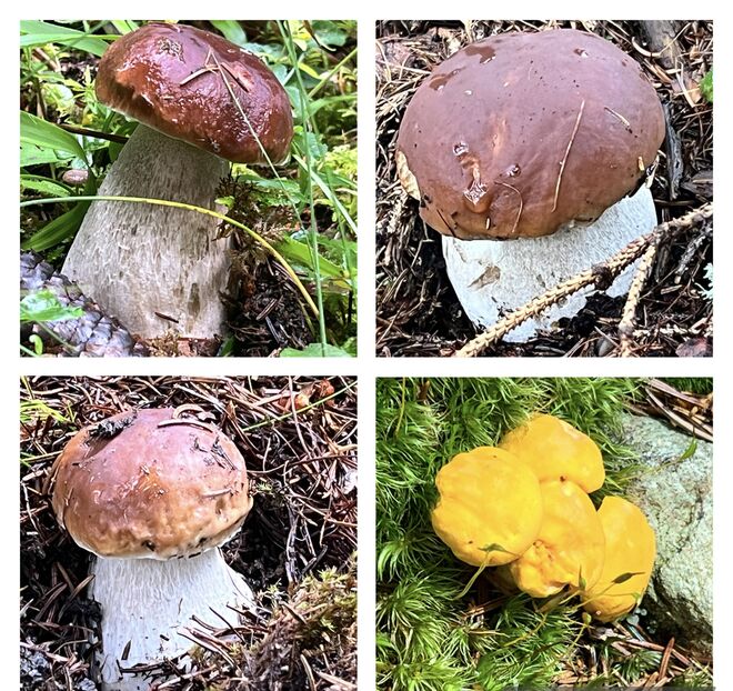 Köstlichkeiten aus dem Wald