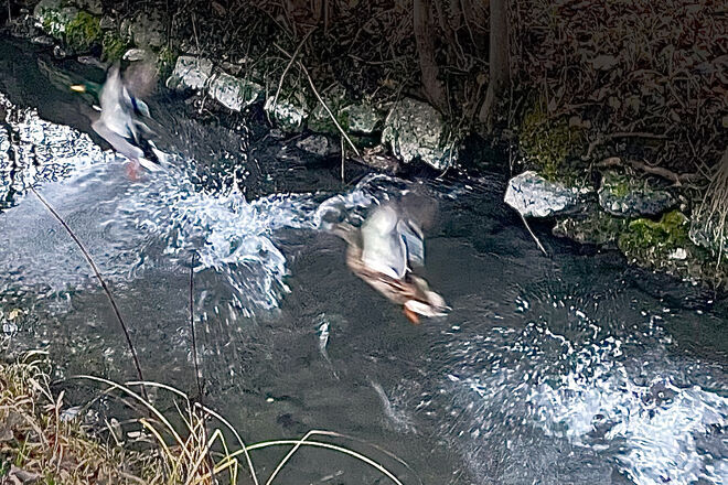 Synchronabflug