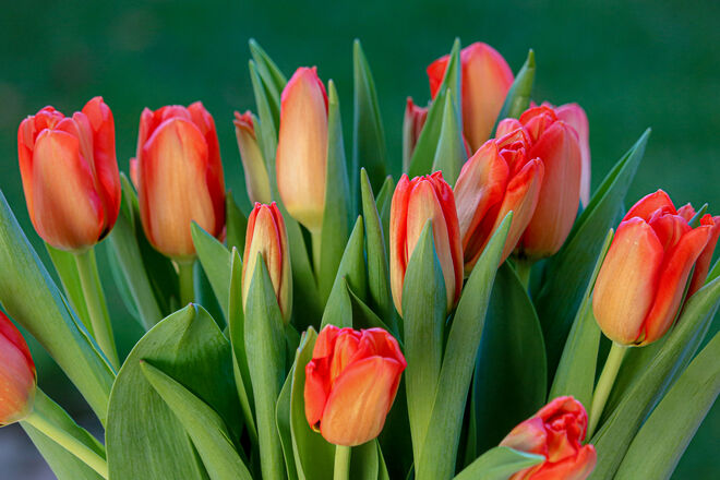 Tulpenfest
