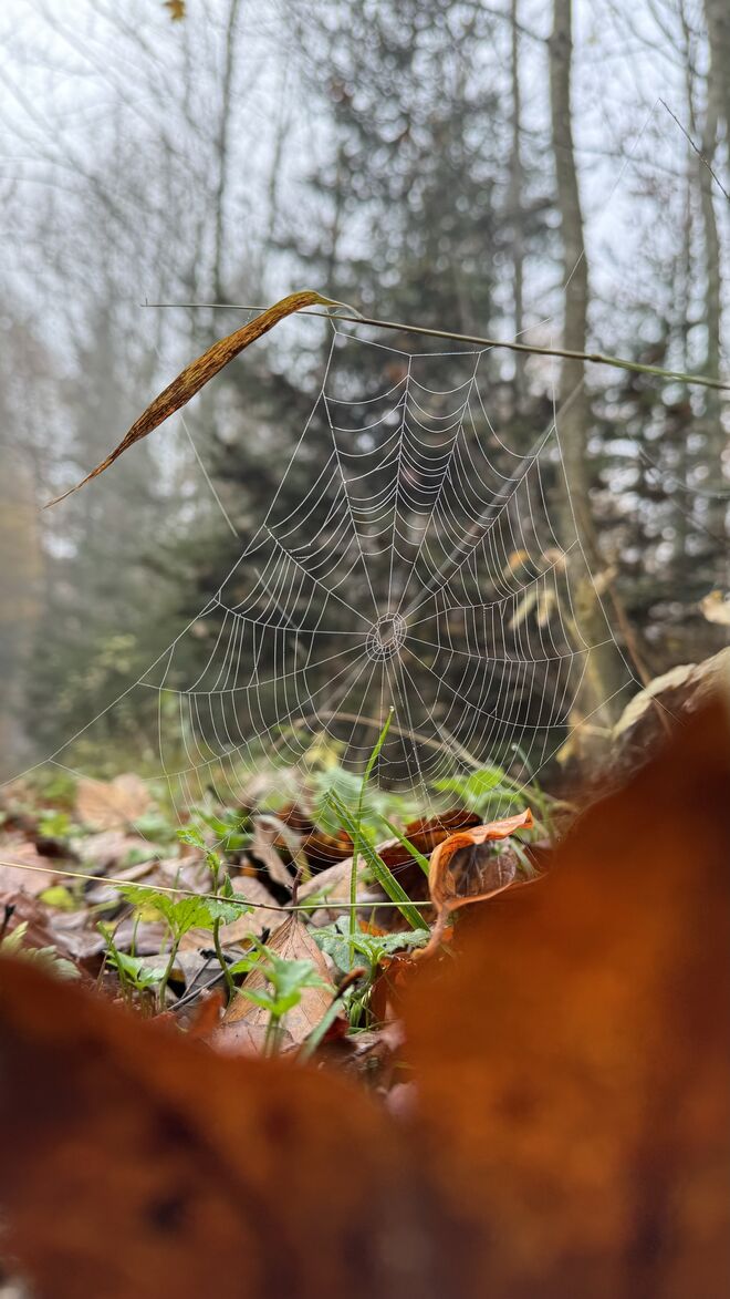 Spinnennetz im Herbst