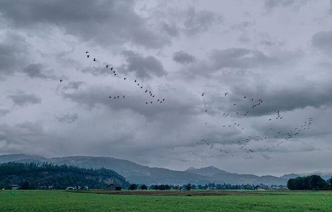 Abendlicher Gänseflug