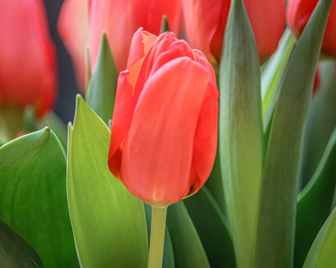 Tulpenfest