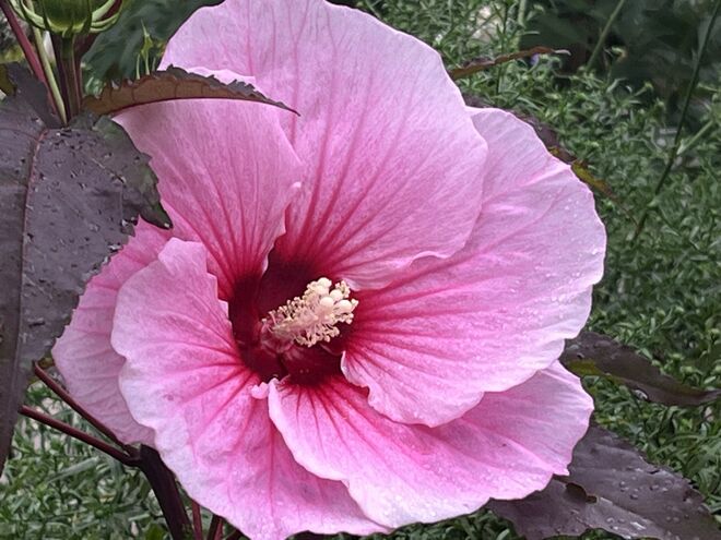 Sumpfeibisch - Hibiscus moscheutos