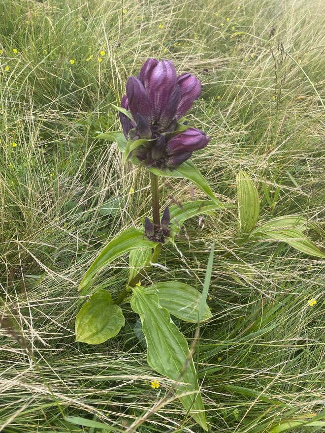 Schätze der Natur