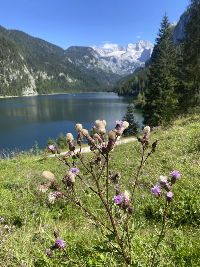 Blick zum Dachstein