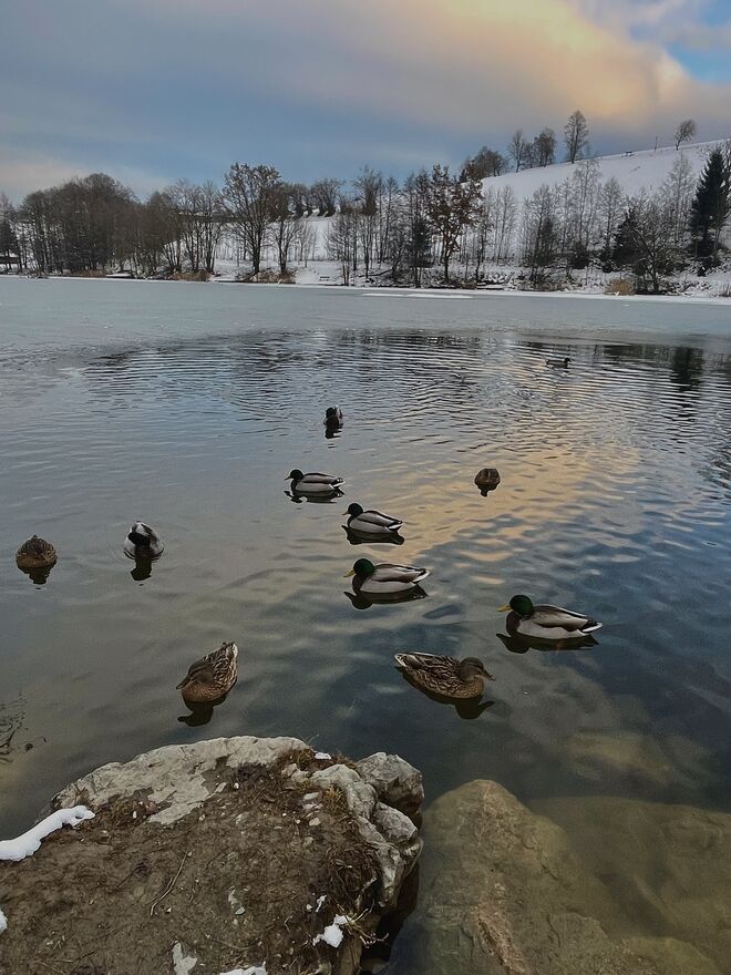 Frostige Begegnungen am See