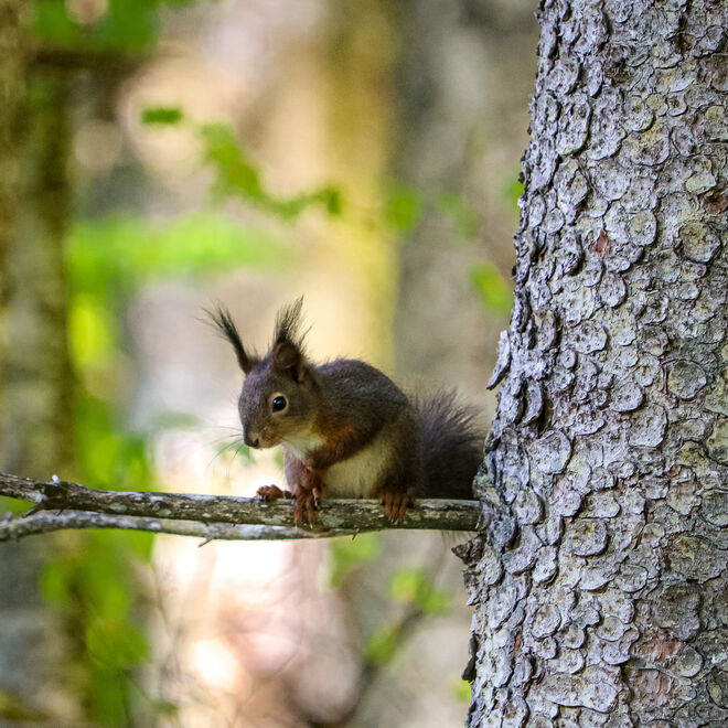 Kein bisschen scheu...