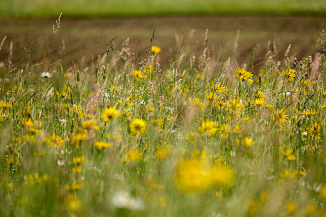 Blumenwiesen so weit man schaut...