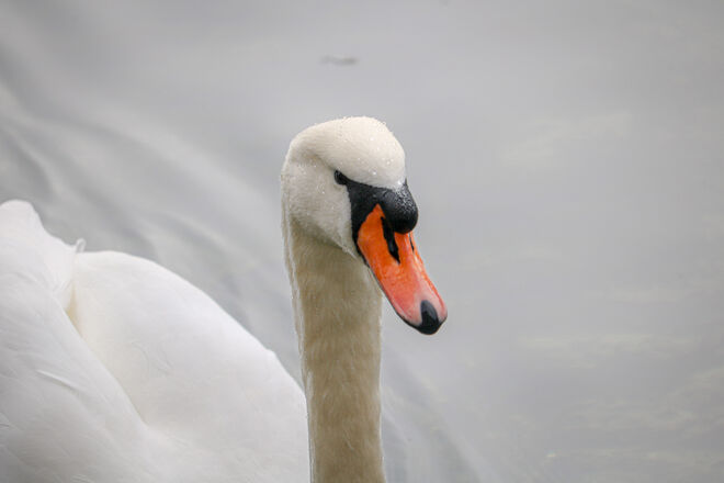 Strenger Blick