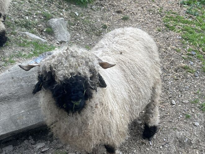 Putziges Walliser Schwarznasenschaf