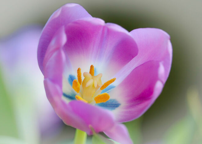 Gruß vom Frühling...:)