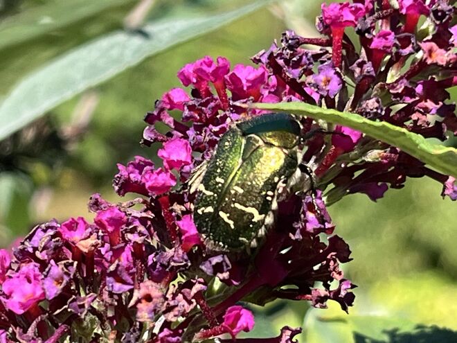 Letzte Blüten genießen