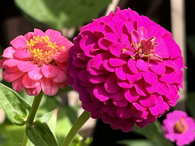 Und nochmals eine Zinnien-Impression