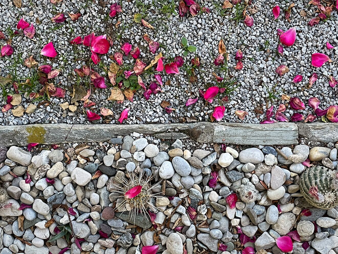 Rund, stachelig und bunt