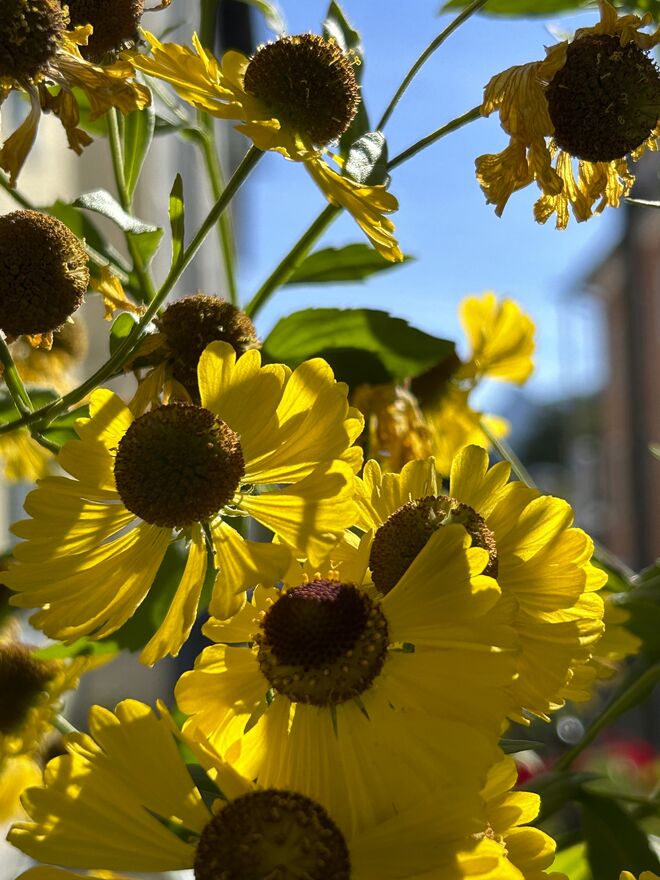Die letzten Sommerblüten