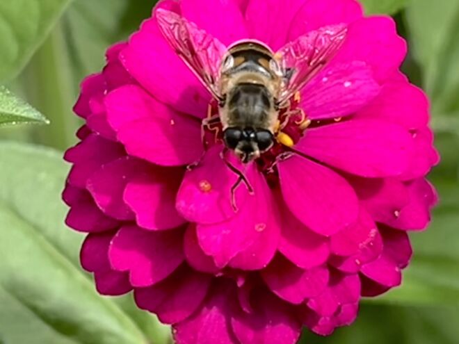 Der Mistbiene gefällt‘s auf der Zinnie