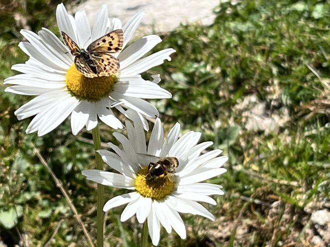 Vermutlich die letzten Margeriten dieses zu Ende gehenden Sommer‘s