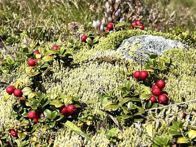 Preiselbeeren im Moosbett