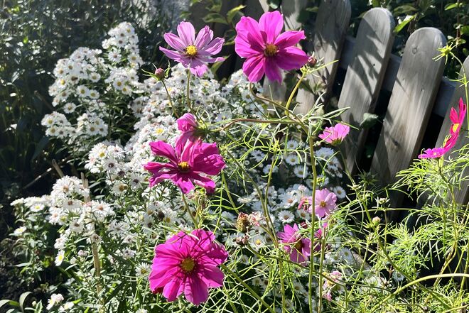 Blütenzauber zum Herbstbeginn