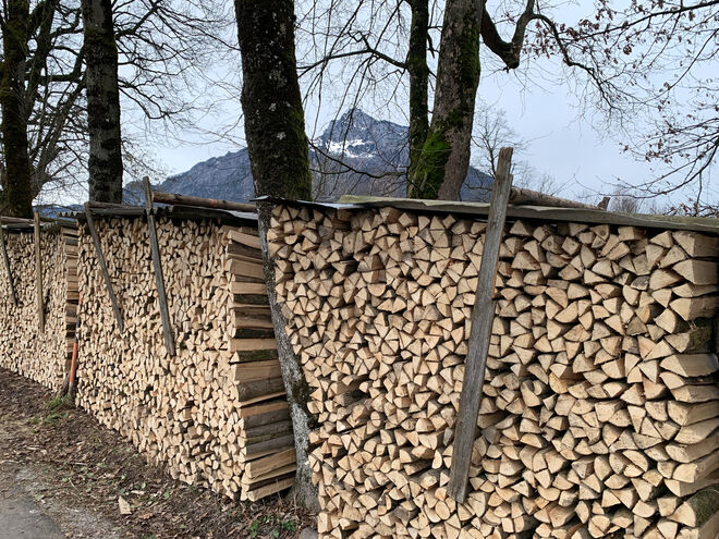 Genug Holz für viele Winter