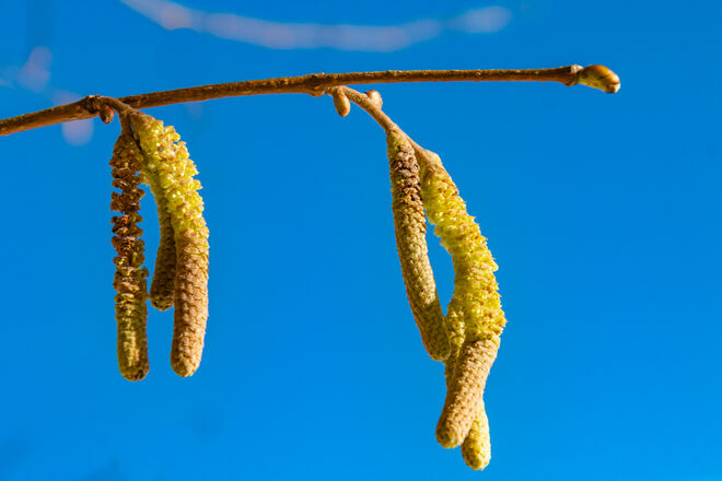 Der Frühling hat den Fuß in der Tür!